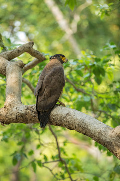 Serpent Eagle sitting on a branch
