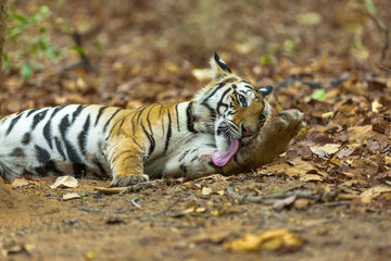 Tiger Licking his paw