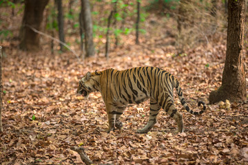 The Bengal Tiger
