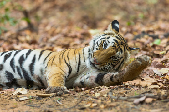The Bengal Tiger