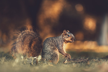 A squirrel on the floor looking off into the distance