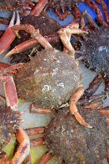 Krabben auf einem Markt