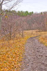Autumn forest fallen leaves and bare trees, path