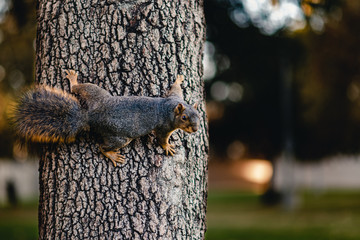 A squirrel on the side of the tree looking at the camera © Piranhi