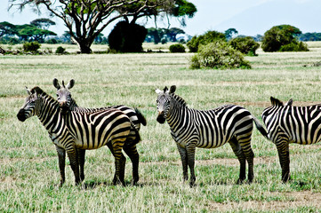 Fototapeta na wymiar Zebre Amboseli