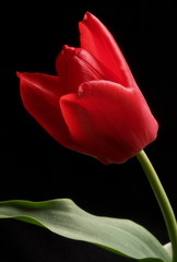 red tulip on black background