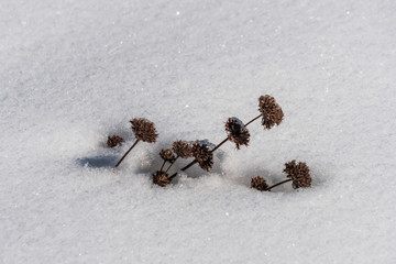Closeup of frozen dried plants covered by snow on a freezing winter day. Extreme cold weather concept.
