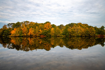 Fototapeta premium Birds flying over the trees wearing the autumn color leafs reflected on the calm water