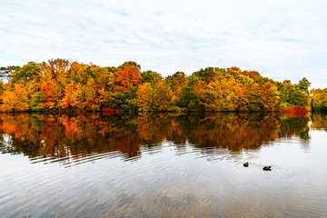 Birds flying over the trees wearing the autumn color leafs reflected on the calm water