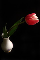 red tulip in vase