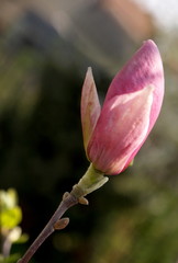 bud of magnolia