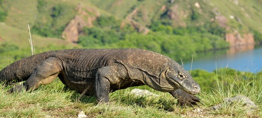 Komodo dragon ( Varanus komodoensis ) in natural habitat. Biggest living lizard in the world.  island Rinca. Indonesia.
