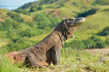 Komodo dragon ( Varanus komodoensis ) in natural habitat. Biggest living lizard in the world.  island Rinca. Indonesia.