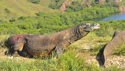 Komodo dragon ( Varanus komodoensis ) in natural habitat. Bigges