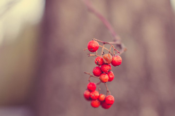 red berries of viburnum 