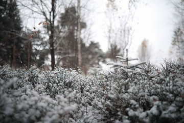 Winter forest. Landscape of winter forest on a sunny day. Snow-covered trees and Christmas trees in the forest. Branches under the snow. Bad snowy weather a cold day.