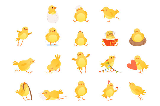 Set of funny yellow chicken in various situations. Cartoon character of little farm bird. Isolated flat vector design for postcard, sticker or children s book