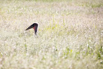 African Marabou in the savanna