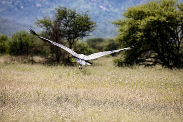 African Marabou flying over the savanna