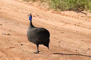 Guinea fowl