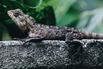 Iguana in my garden, Sri Lanka