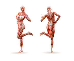 Muscles anatomy female figure workout, isolated.  Healthcare, fitness, dancing, diet and sport concept. 3D illustration