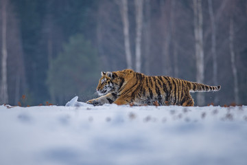 Siberian Tiger in the snow (Panthera tigris)