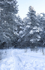 magic pine forest in winter season in snow