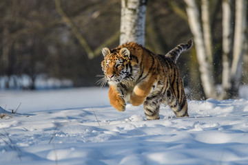 Siberian Tiger in the snow (Panthera tigris)