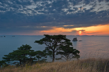 Evening landscape with pine trees on the seashore.