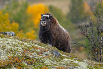 Musk-ox in a fall colored setting at Dovrefjell Norway