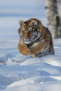 Siberian Tiger in the snow (Panthera tigris)