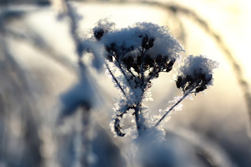 branch of the plant covered with snow winter macro