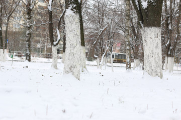 park winter trees and path