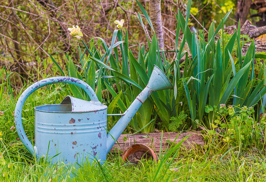 Spring gardening composition in vintage rustic style/ old watering can, spring plants on natural light outdoors