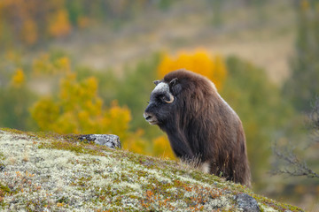 Musk-ox in a fall colored setting at Dovrefjell Norway