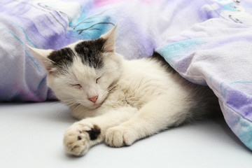 Katze im Bett