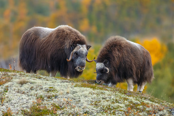 Musk-ox in a fall colored setting at Dovrefjell Norway
