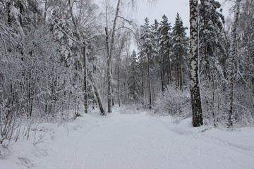 Дерево в снегу Зимняя сказка