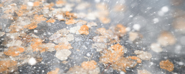 Background autumn park in the first snow