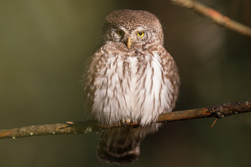 Owls - Pygmy Owl (Glaucidium passerinum)