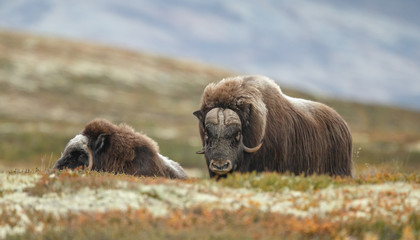 Musk-ox in a fall colored setting at Dovrefjell Norway