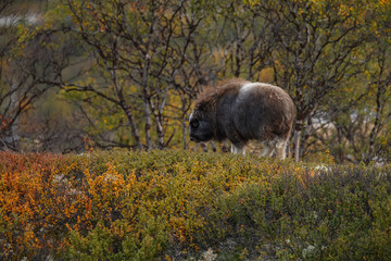 Musk-ox in a fall colored setting at Dovrefjell Norway