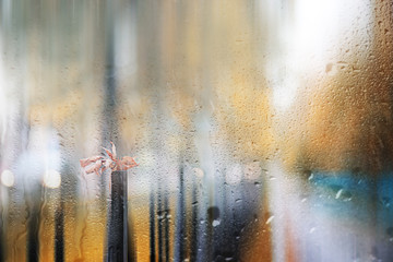 Background autumn rain in the park