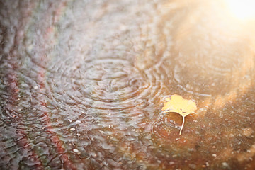 Autumn rain in the park