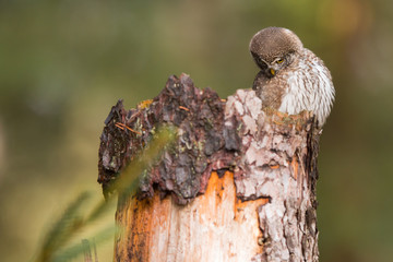 Owls - Pygmy Owl (Glaucidium passerinum)