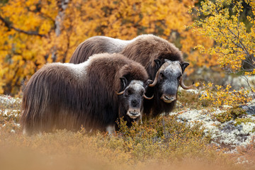 Musk-ox in a fall colored setting at Dovrefjell Norway