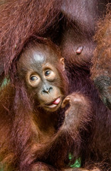 Orangutan cub at mother on a breast. Mother orangutan and cub in a natural habitat. Bornean orangutan (Pongo  pygmaeus wurmbii) in the wild nature. Rainforest of Island Borneo. Indonesia.