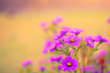 Fototapeta premium aster alpinus alpine aster in late autumn at sunset