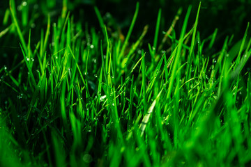 dew on green grass